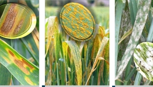 Hububat üreticilerinin dikkatine