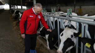 Manisa'da 274 bin hayvana şap aşılaması yapılacak