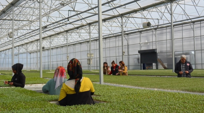 Manisa'da fide dikim dönemi başladı