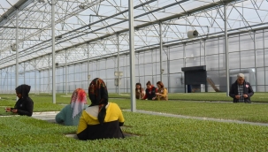 Manisa'da fide dikim dönemi başladı