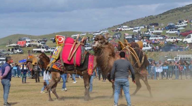 Sarıgöl'de develer yarıştı