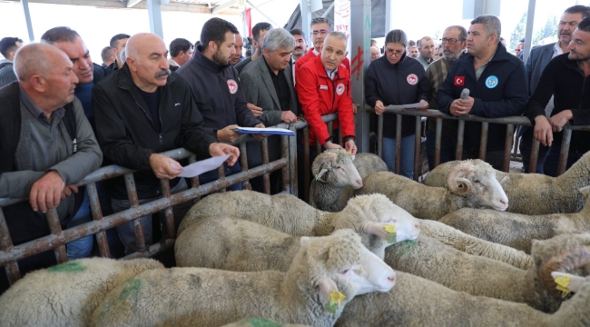 Sekiz ilçede damızlık koç dağıtımı