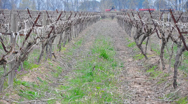 Üreticilere 16 ilçede zirai don uyarısı