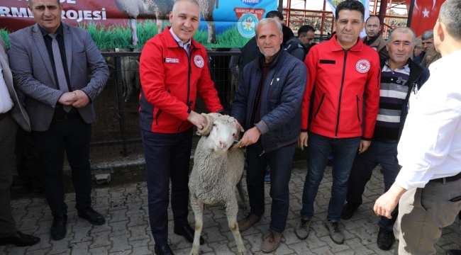 Üreticilere 4 ilçde 95 damızlık koç teslimi yapıldı
