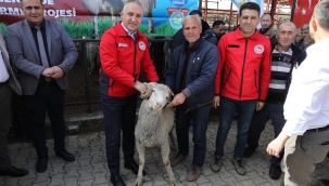 Üreticilere 4 ilçde 95 damızlık koç teslimi yapıldı