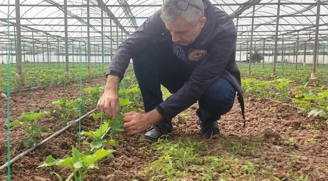 Akhisar'da üç mahallede örtü altı üretim tesislerinde denetim