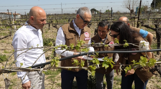 Bağ ve buğday alanlarında hastalık incelemesi