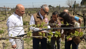 Bağ ve buğday alanlarında hastalık incelemesi