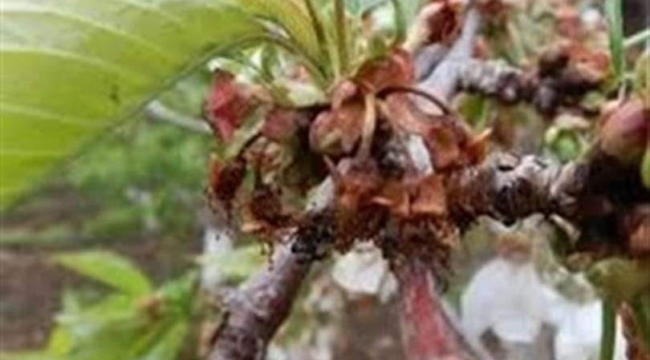 İlaçlama konusunda kiraz üreticileri uyarıldı