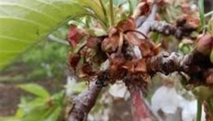 İlaçlama konusunda kiraz üreticileri uyarıldı