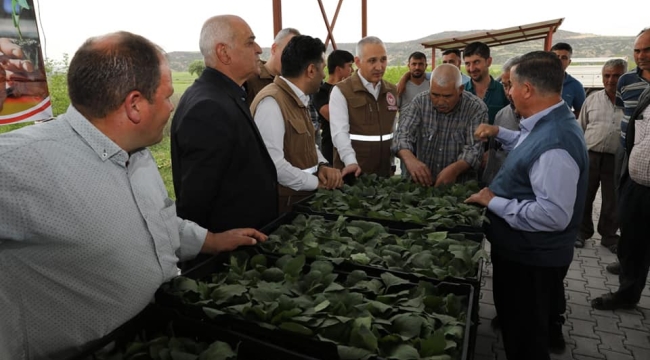 Kula'da sebze üreticilerine 150 bin fide teslimi yapıldı