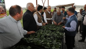 Kula'da sebze üreticilerine 150 bin fide teslimi yapıldı