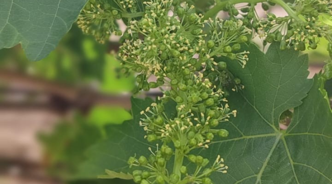 Üreticilere külleme hastalık uyarısı