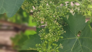 Üreticilere külleme hastalık uyarısı