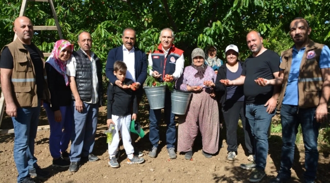 Üreticilerle kiraz toplayan Öztürk''Manisa'da 45 bin ton kiraz üretimi yapılıyor''