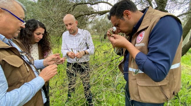 Uzmanlar Akhisar'da zeytinde yaprak dökümünü inceledi