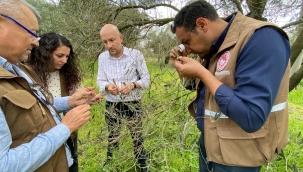 Uzmanlar Akhisar'da zeytinde yaprak dökümünü inceledi