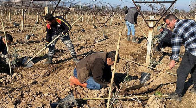 Üzümün başkenti Alaşehir'de bağlar sökülüyor