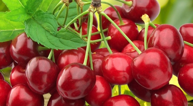 Verimli toprak alanlarında sanayi kurulmasına mahkeme engeli