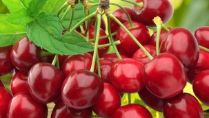 Verimli toprak alanlarında sanayi kurulmasına mahkeme engeli