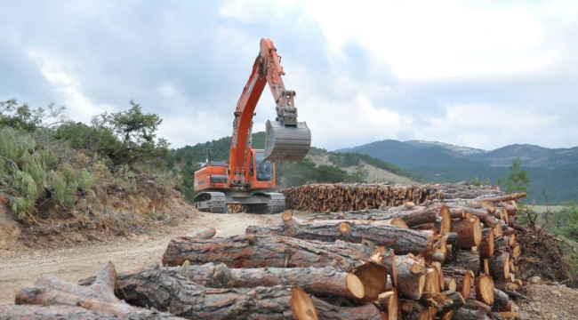 Yangından kurtulan orman satıldı