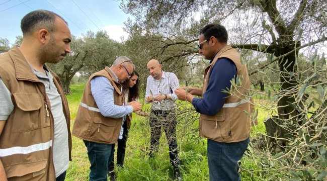 Zeytin alanlarında hastalık kontrolü başladı