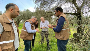 Zeytin alanlarında hastalık kontrolü başladı