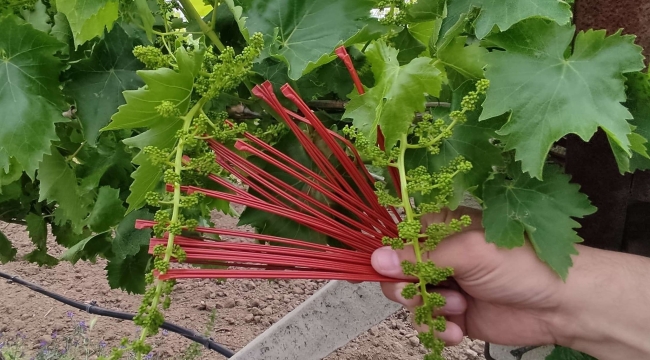 Akhisar'da bağlarda''kalıntı eylem planı''uygulaması başladı