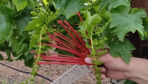 Akhisar'da bağlarda''kalıntı eylem planı''uygulaması başladı