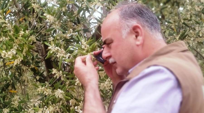 Akhisar'da zeytin alanlarında hastalık denetimi