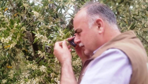 Akhisar'da zeytin alanlarında hastalık denetimi