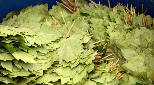 Asma yaprağının faydaları nelerdir?