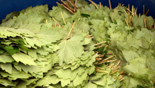 Asma yaprağının faydaları nelerdir?