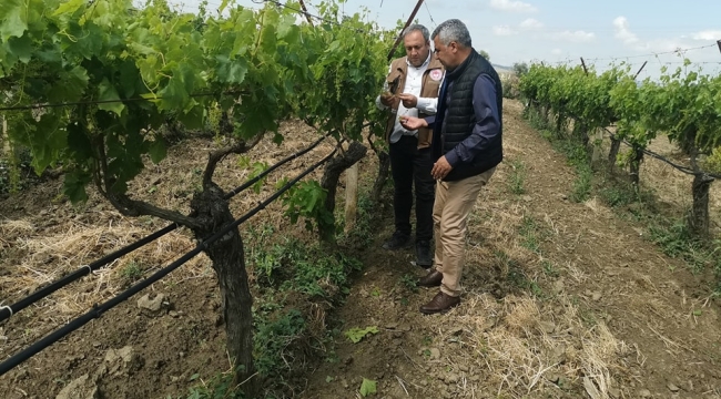 Bağlarda zarar incelemesi başladı