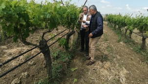 Bağlarda zarar incelemesi başladı