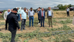 CHP'liler zarar gören tarlarda ürün incelemelerinde bulundu