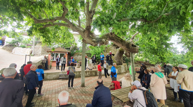 Demirci'de 2 bin yıllık dev çınar ziyaretci akınına uğruyor
