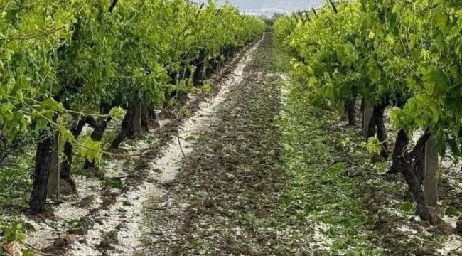 Dolu üzüm bağlarını vurdu