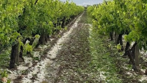 Dolu üzüm bağlarını vurdu