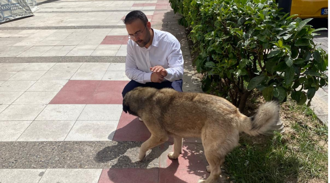 Hayvanların uyutulmasına tepki göstren başkan İksir'devlet öldürmez, yaşatır!'