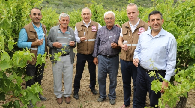 İstilacı kahverengi kokarcaya karşı samuray arıcığı iş başında