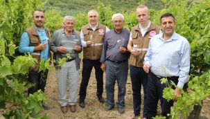 İstilacı kahverengi kokarcaya karşı samuray arıcığı iş başında