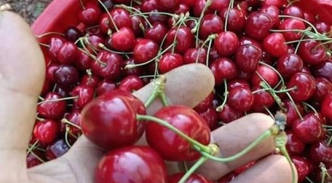 TEMA vakfından vatandaşlara meyve çekirdeklerini toprağa gömün çağrısı