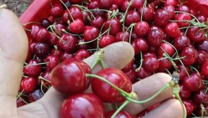 TEMA vakfından vatandaşlara meyve çekirdeklerini toprağa gömün çağrısı