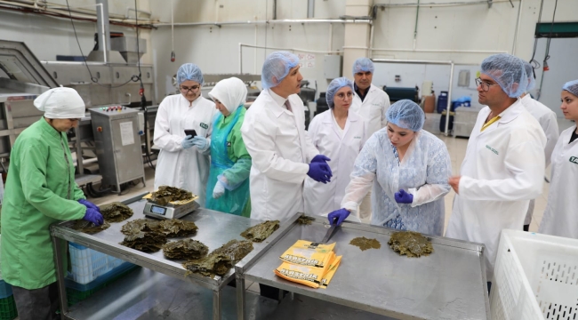 Tescilli asma yaprağı üretimi yapam işletmeler denetlendi