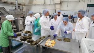 Tescilli asma yaprağı üretimi yapam işletmeler denetlendi