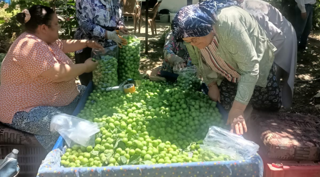 Turgutlu'da erik hasadı sürüyor
