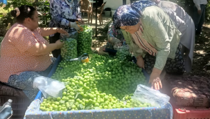 Turgutlu'da erik hasadı sürüyor