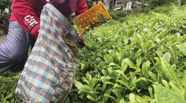 Yaş çay alım fiyatı belli oldu