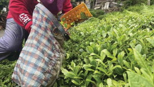 Yaş çay alım fiyatı belli oldu